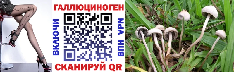 Галлюциногенные грибы Psilocybe  где найти наркотики  hydra маркетплейс  Зея 